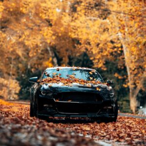 Protect your vehicles from the changing season with Fall vehicle services from LuxeArt.